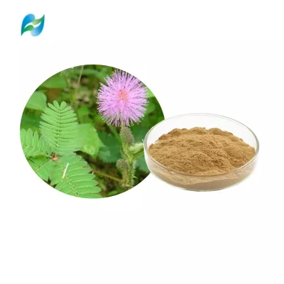 Extrait de Mimosa Pudicae Extrait d'herbe Sensitiveplat Extrait de Mimosa