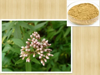 Extrait d'herbe Fortune Eupatorium